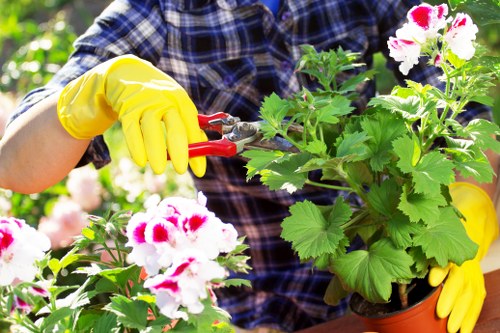 Professional hedge cutting for a Colindale front garden boundary