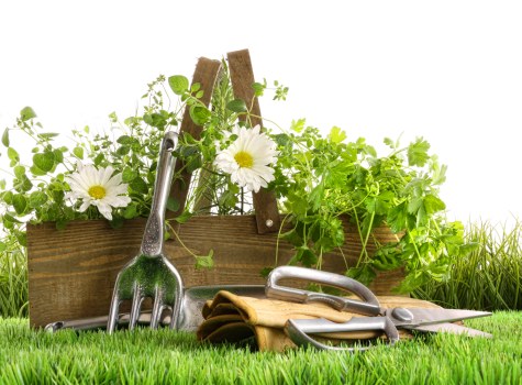 Charity reuse of timber and woodchip from tree surgery