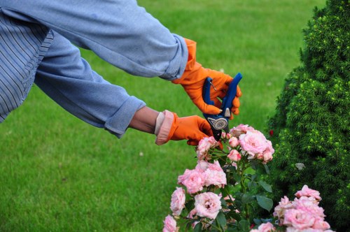 A local arborist assessing branches before pruning in Colindale